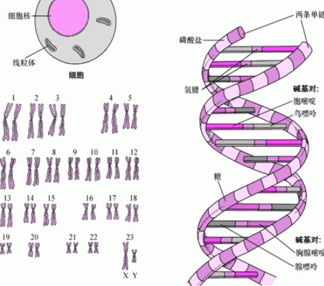 九源基因同步推进骨优导®巴西注册